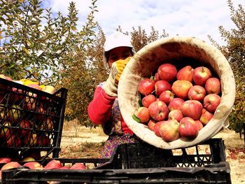 Woman pouring apples from basket in crate at farm