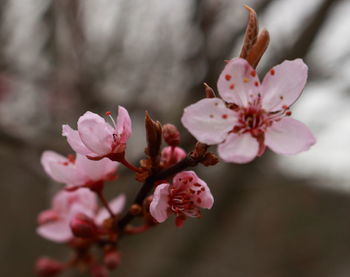 Close-up of pink flowers