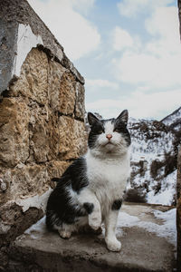 Portrait of cat sitting on wall against sky