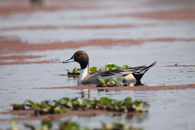 Northern pintail