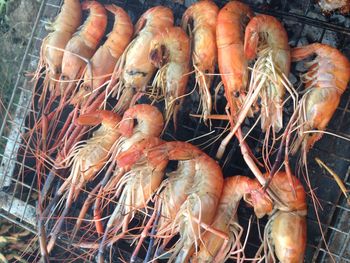 Close-up of carrots