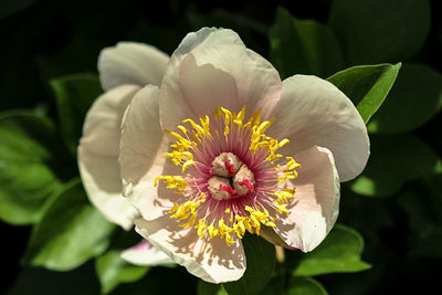 Close-up of white flower blooming outdoors