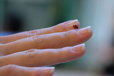 Close-up of insect on hand