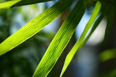 Close-up of green leaves