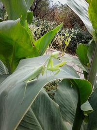 Close-up of plant