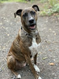 Portrait of dog sitting on street in city