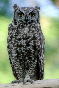 Close-up of owl perching outdoors