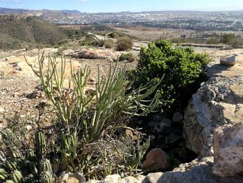 Cactus growing on mountain