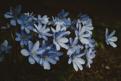 Wildflowers in spring forest at night, blue herb trinity in bloom, moody and atmospheric style