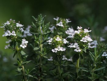 Close-up of white flowers