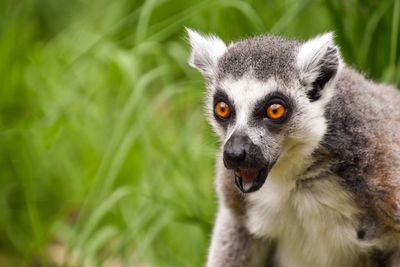 Close-up portrait of an animal