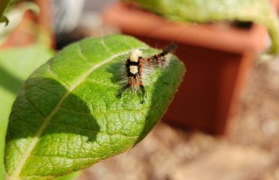 Close-up of insect on leaf