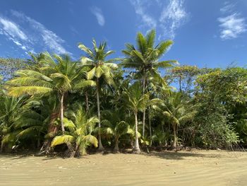 Palm trees on sandy beach against blue sky