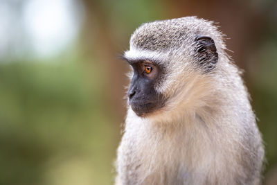 Close-up portrait of a monkey