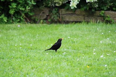 Bird perching on grass field