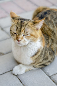 Portrait of a cat. cat sleeping.