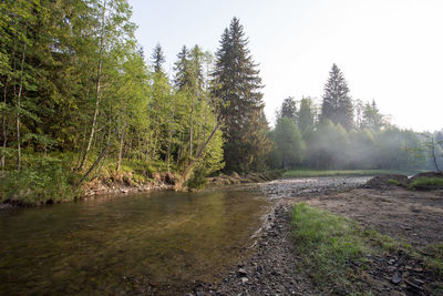 Scenic view of forest against sky