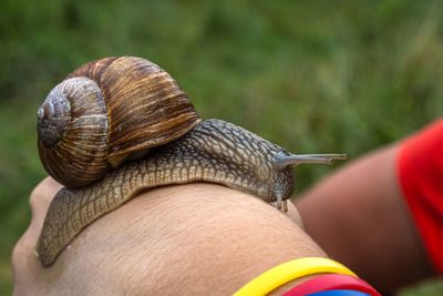 snail