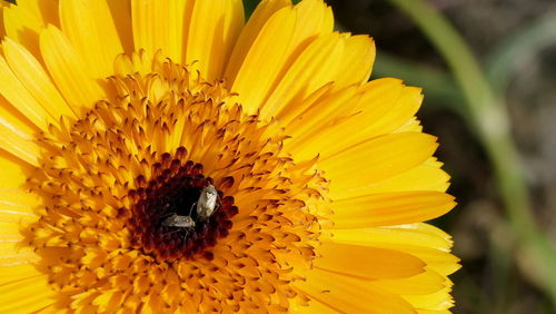 Close-up of honey bee on yellow flower