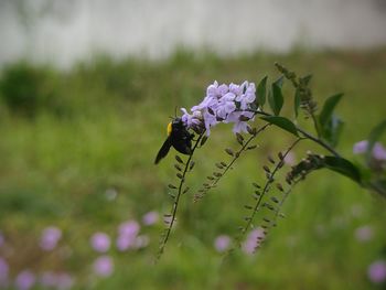 Close-up of butterfly on flower