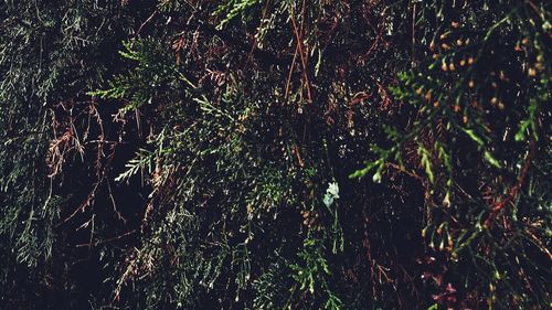 View of trees at night