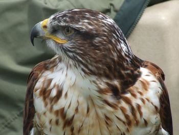 Close-up of hawk