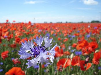 Close-up of purple flowering plants on field