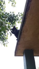 Low angle view of bird on roof against sky