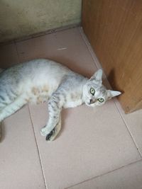 High angle portrait of cat sitting on floor