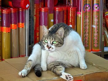 Portrait of cat sitting on table