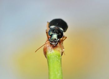 Close-up of insect on plant