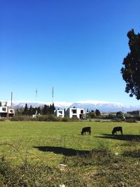 Scenic view of field against clear blue sky