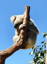 Low angle view of giraffe sleeping on tree against blue sky