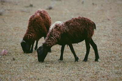 Side view of sheep grazing on field