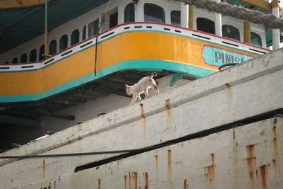 Low angle view of horse in city