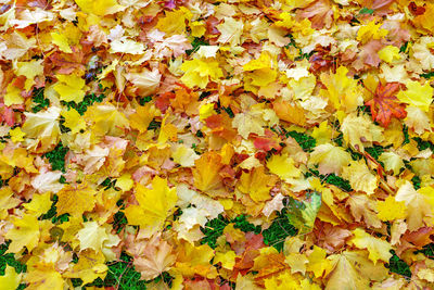 Full frame shot of yellow maple leaves