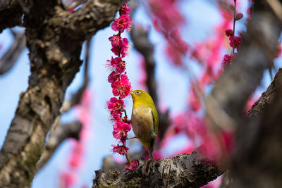 Close-up of tree with white eye bird