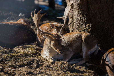 Deer in a field