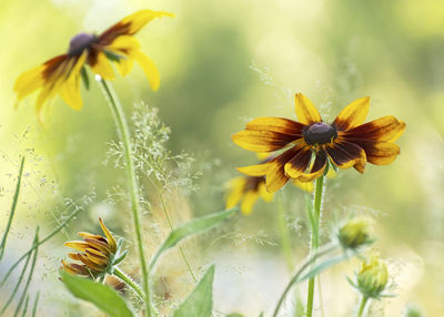 Close-up of insect on yellow flower