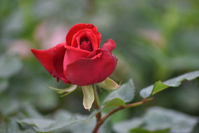 Close-up of red rose