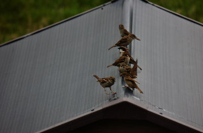 Birds flying over a wall