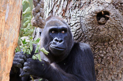 Portrait of gorilla in zoo