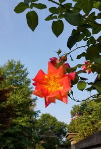 Low angle view of red hibiscus blooming on tree