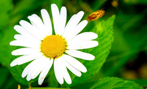 Close-up of white daisy flower