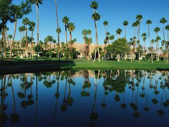 Reflection of trees in water