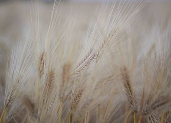 Close-up of stalks in field