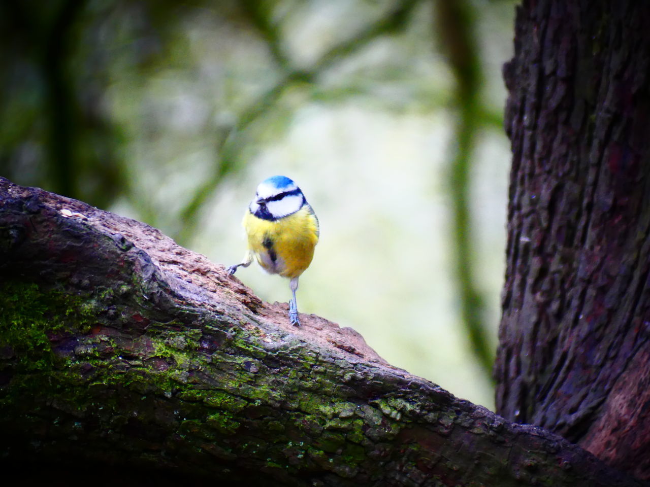 nature, animal themes, animal, animal wildlife, tree, bird, wildlife, one animal, tree trunk, trunk, green, perching, plant, branch, yellow, beak, close-up, focus on foreground, forest, no people, outdoors, beauty in nature, macro photography, leaf, full length, day