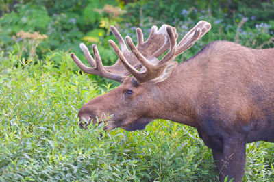 Male moose feeding in northern newfoundland