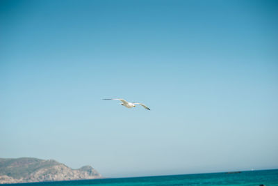 Seagull flying over sea against clear blue sky