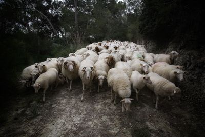 Flock of sheep on tree